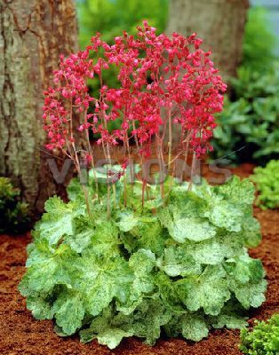 Ұшқыш қақпақтардың суреті ашылды