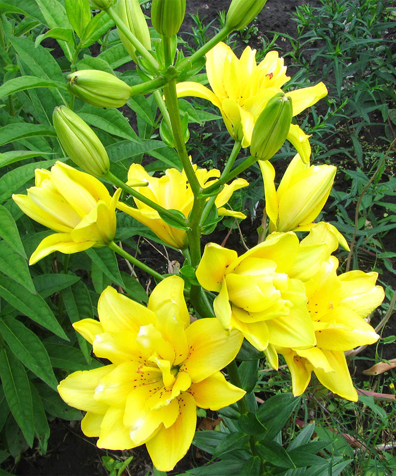 Жалаңаш Морган Лилия