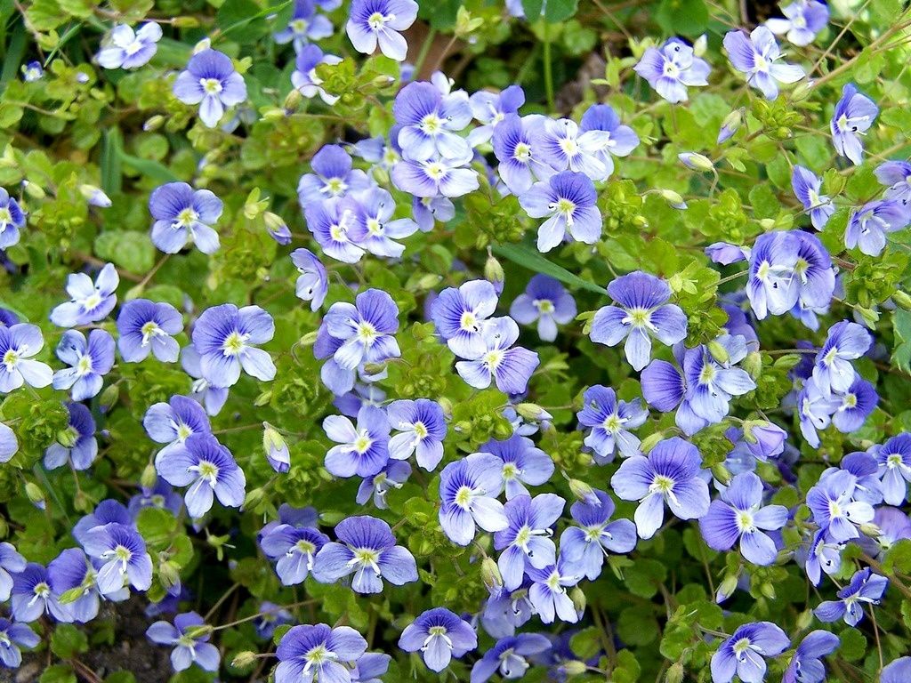 Rus qizil porno Ozarbayjon mugam seks tomosha qiling