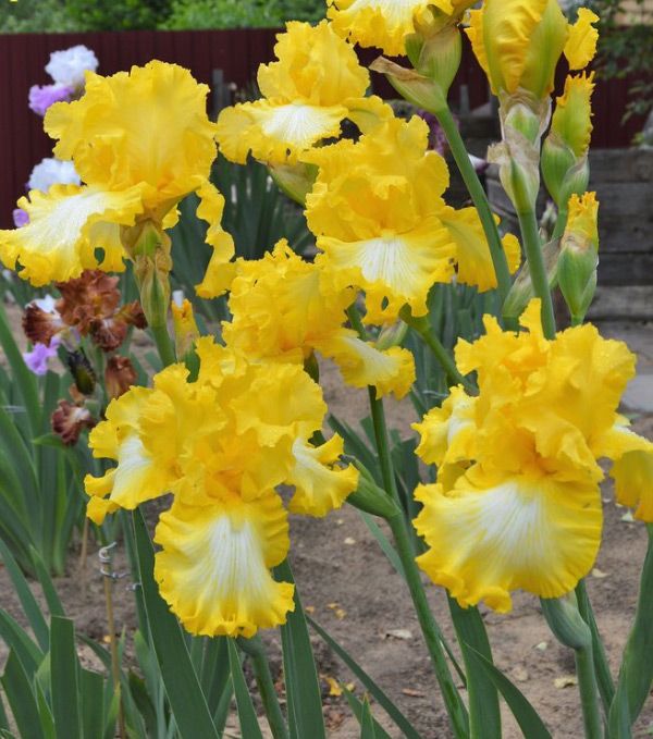 Төсекте екі адамға арналған секс