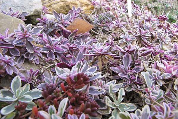 Анальный шлюха порно Атақтылардың секс видеолары